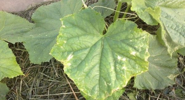 Proč okraje listů okurky žloutnou a co dělat